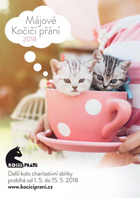 kocici_prani_460