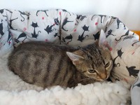 foto cel tlo
