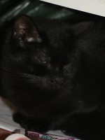 foto cel tlo