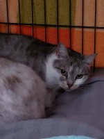 foto cel tlo