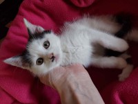 foto cel tlo