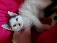 foto cel tlo