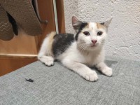 foto cel tlo