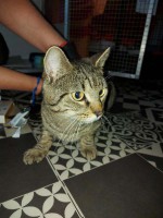 foto cel tlo