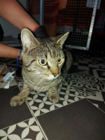 foto cel tlo