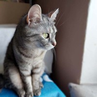 foto cel tlo