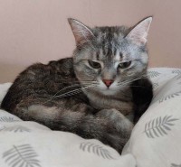 foto cel tlo