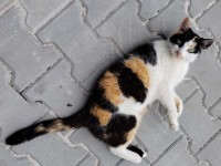 foto cel tlo