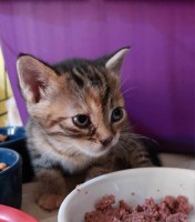 foto cel tlo