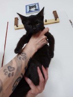 foto cel tlo