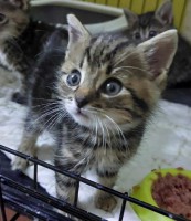 foto cel tlo