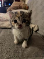 foto cel tlo