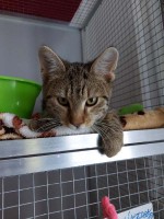 foto cel tlo