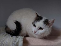foto cel tlo