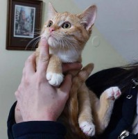 foto cel tlo