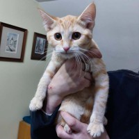 foto cel tlo