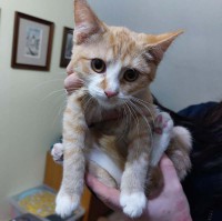 foto cel tlo
