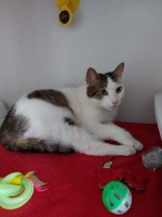 foto cel tlo