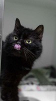 foto cel tlo