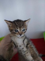 foto cel tlo