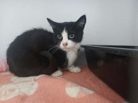 foto cel tlo
