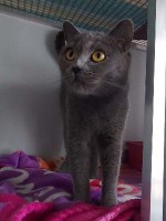foto cel tlo