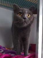 foto cel tlo