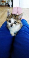 foto cel tlo