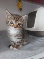 foto cel tlo