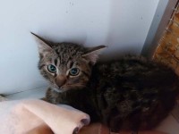 foto cel tlo