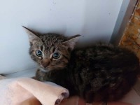 foto cel tlo