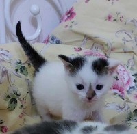 foto cel tlo