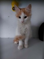 foto cel tlo