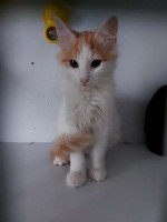 foto cel tlo