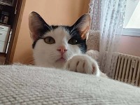 foto cel� t�lo