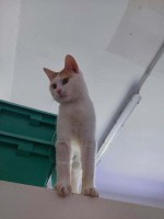 foto cel� t�lo