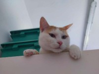foto cel� t�lo