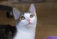 foto cel tlo