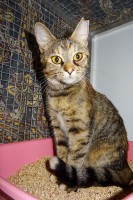 foto cel tlo