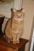 foto cel tlo