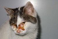 foto cel tlo