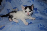 foto cel tlo