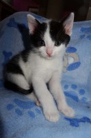 foto cel tlo