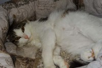 foto cel tlo