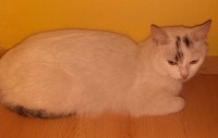 foto cel tlo