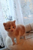 foto cel tlo
